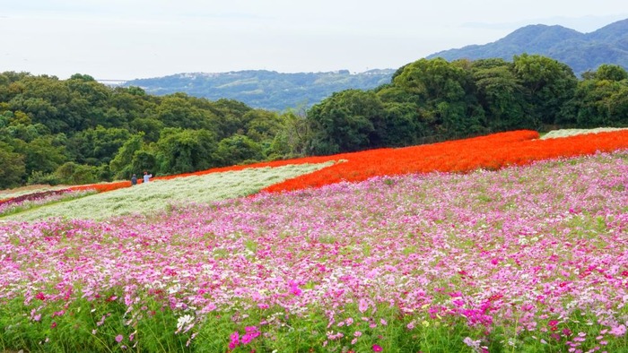 あわじ花さじき11