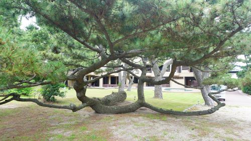 慶野松原海水浴場9