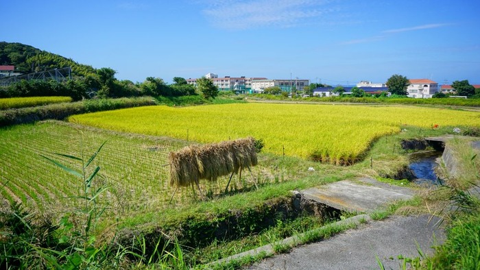 しゃんとこ市場7