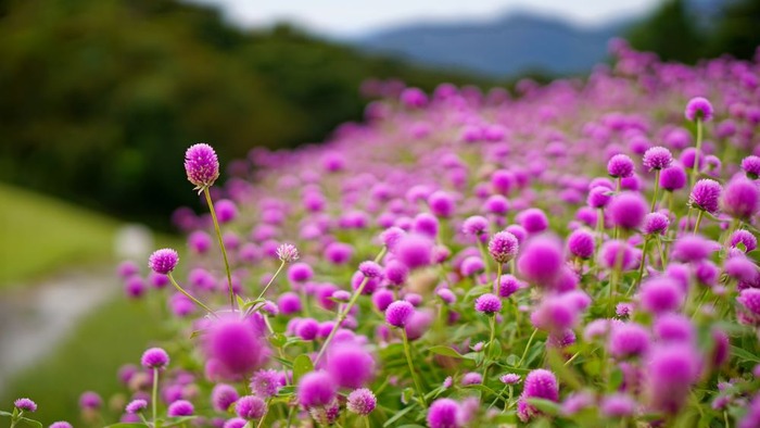 あわじ花さじき18