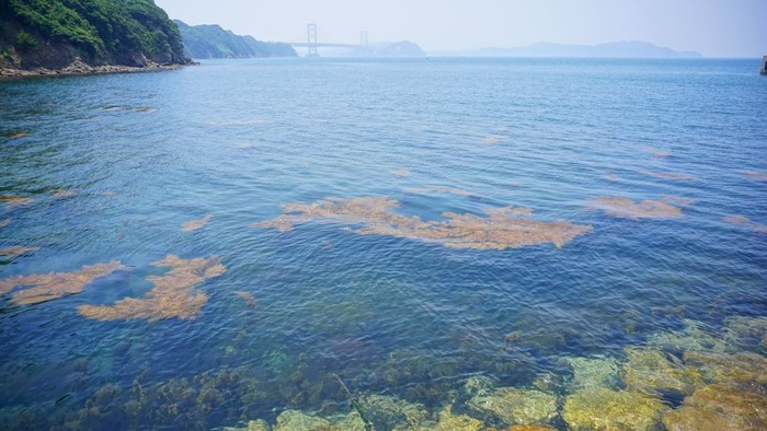 伊毘海水浴場28