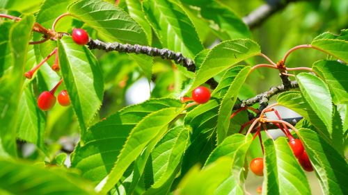 国営明石海峡公園16