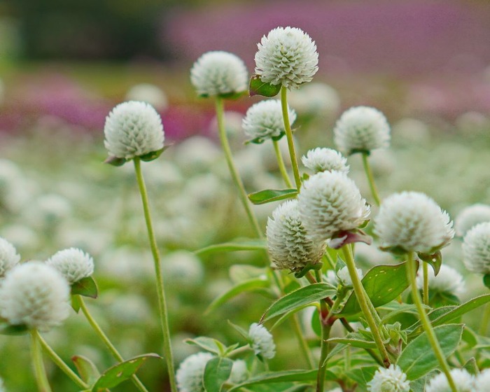 あわじ花さじき20