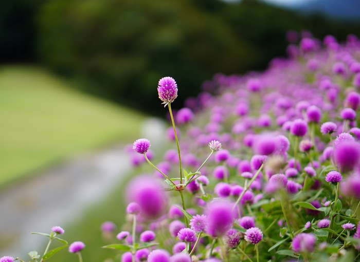 あわじ花さじき17