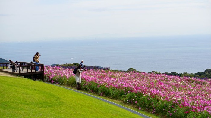 あわじ花さじき5