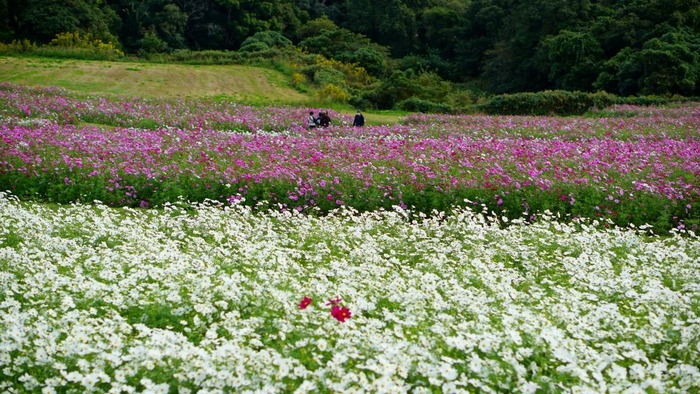 あわじ花さじき9