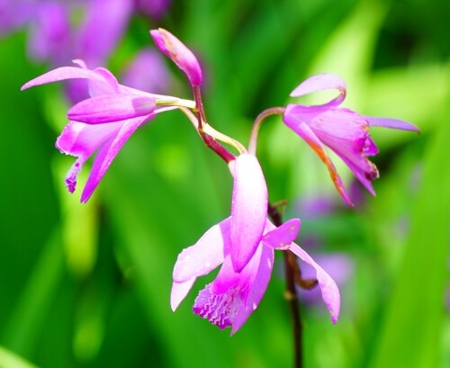 国営明石海峡公園19