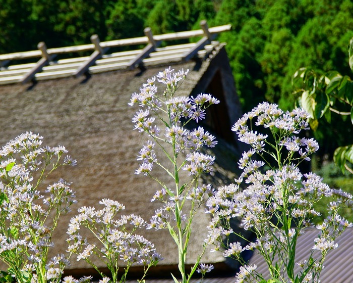 美山かやぶきの里16