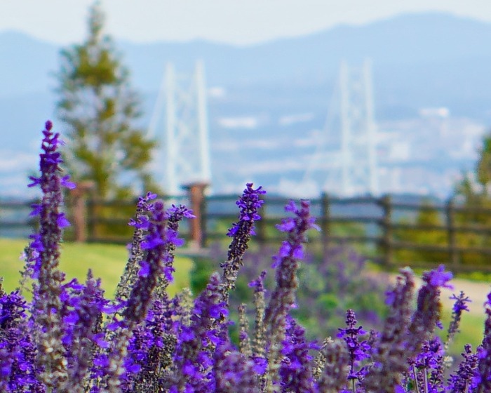 あわじ花さじき15