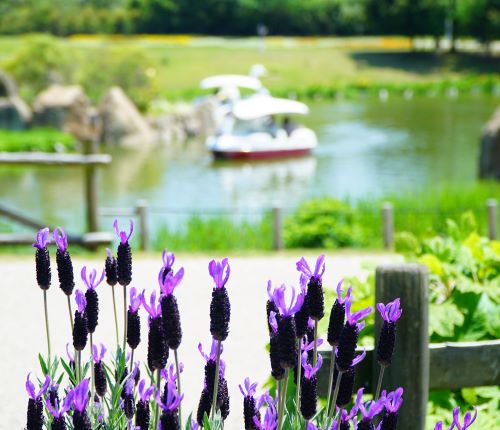 国営明石海峡公園24