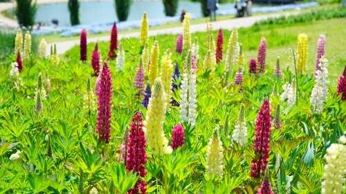 国営明石海峡公園4