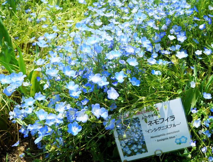 国営明石海峡公園8