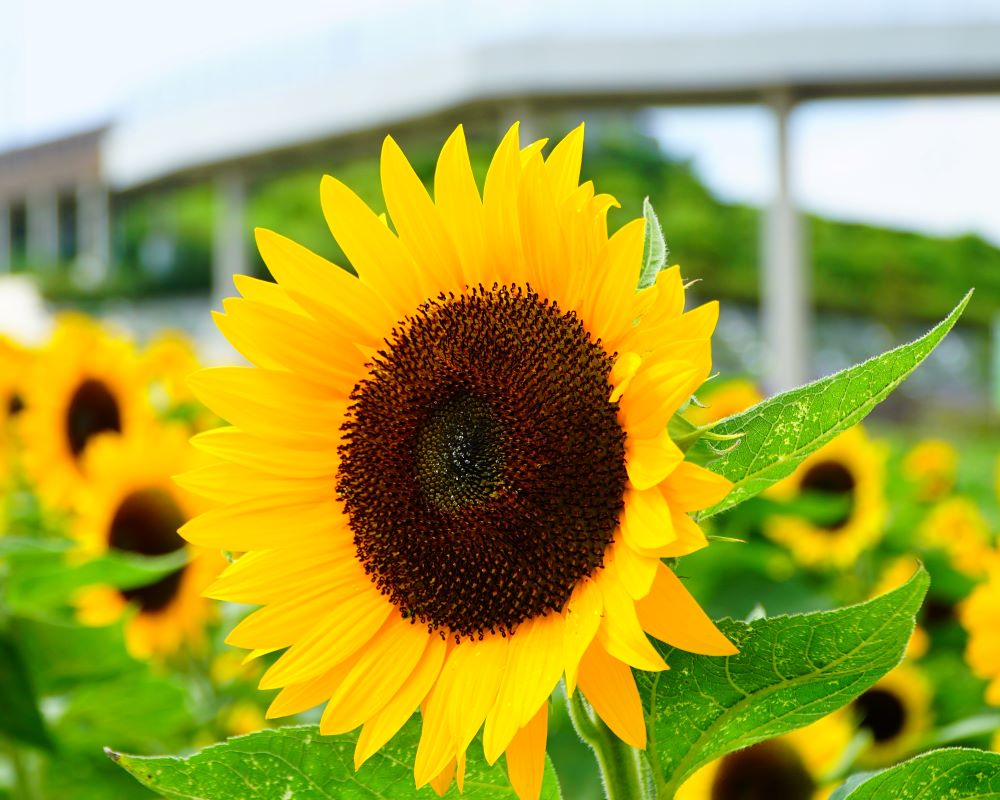あわじ花さじきでヒマワリを撮りまくり 22年8月9日 橋を渡ると そこは No3 淡路島をぶらぶら