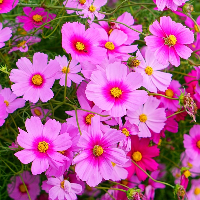 あわじ花さじき3