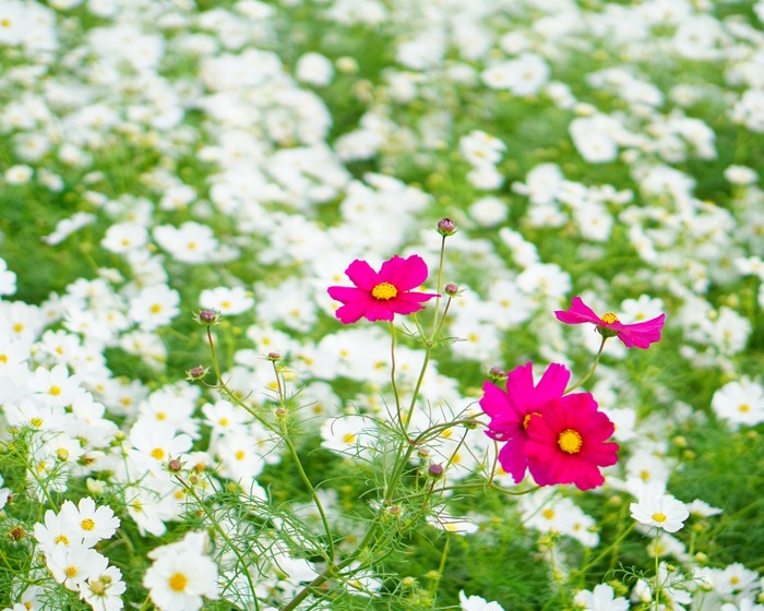 あわじ花さじき11