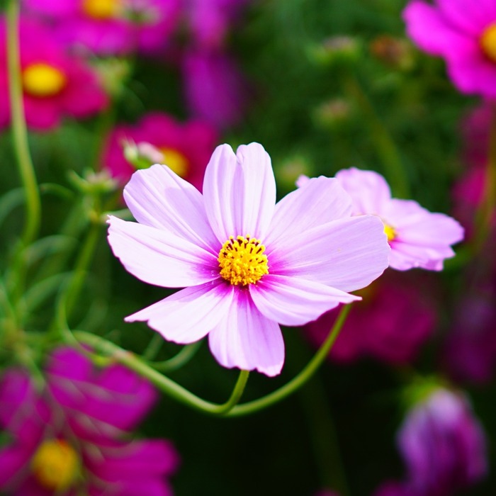 あわじ花さじき8