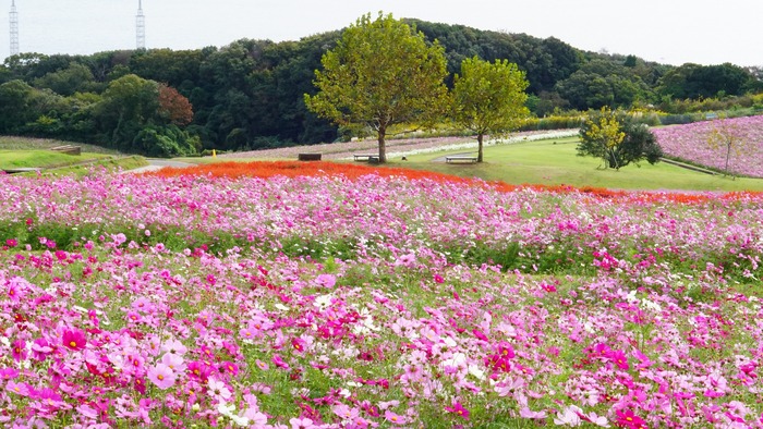 あわじ花さじき9