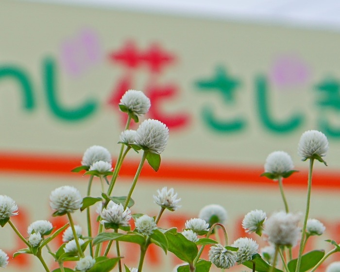 あわじ花さじき25