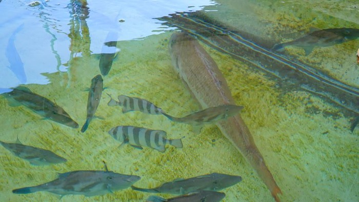 ミニ水族館8