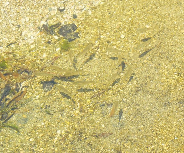 尾崎海水浴場26