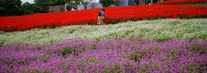 あわじ花さじき19