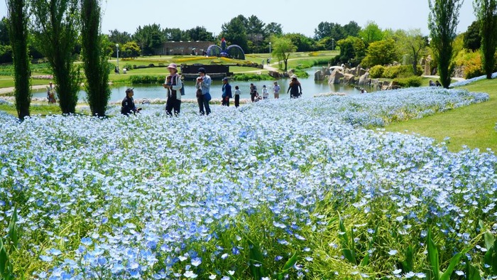 国営明石海峡公園7