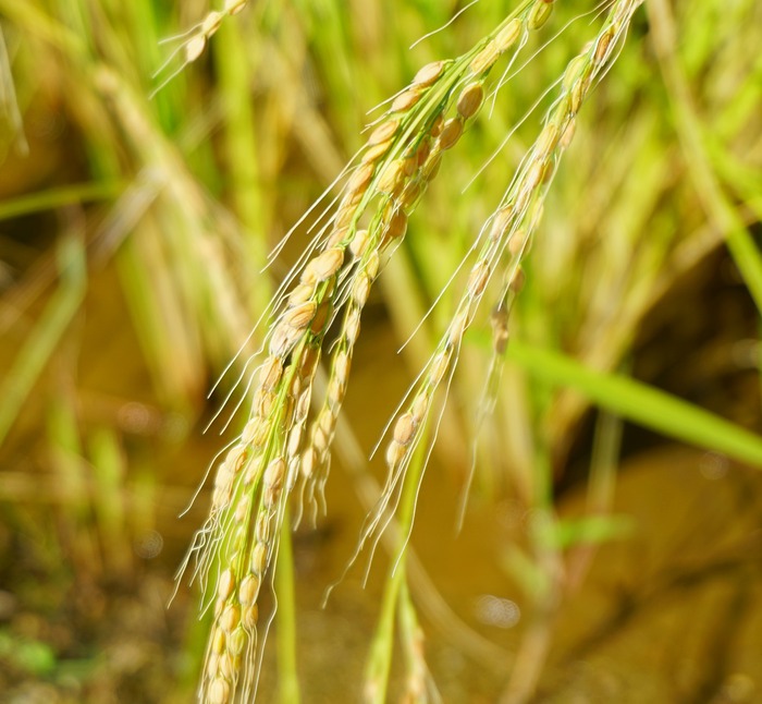 北淡震災記念公園18