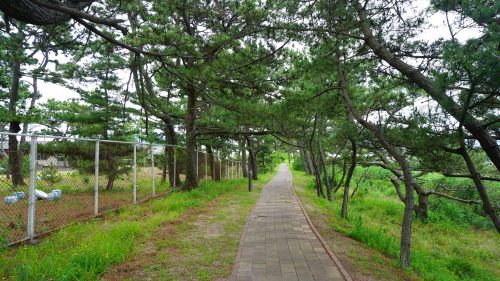 慶野松原海水浴場18