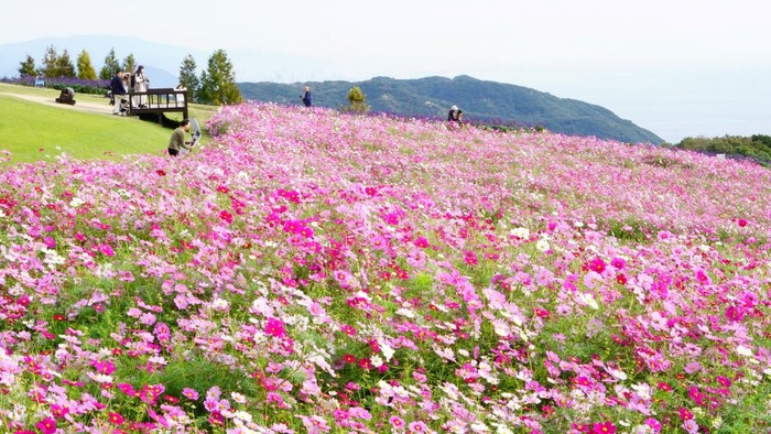 あわじ花さじき10