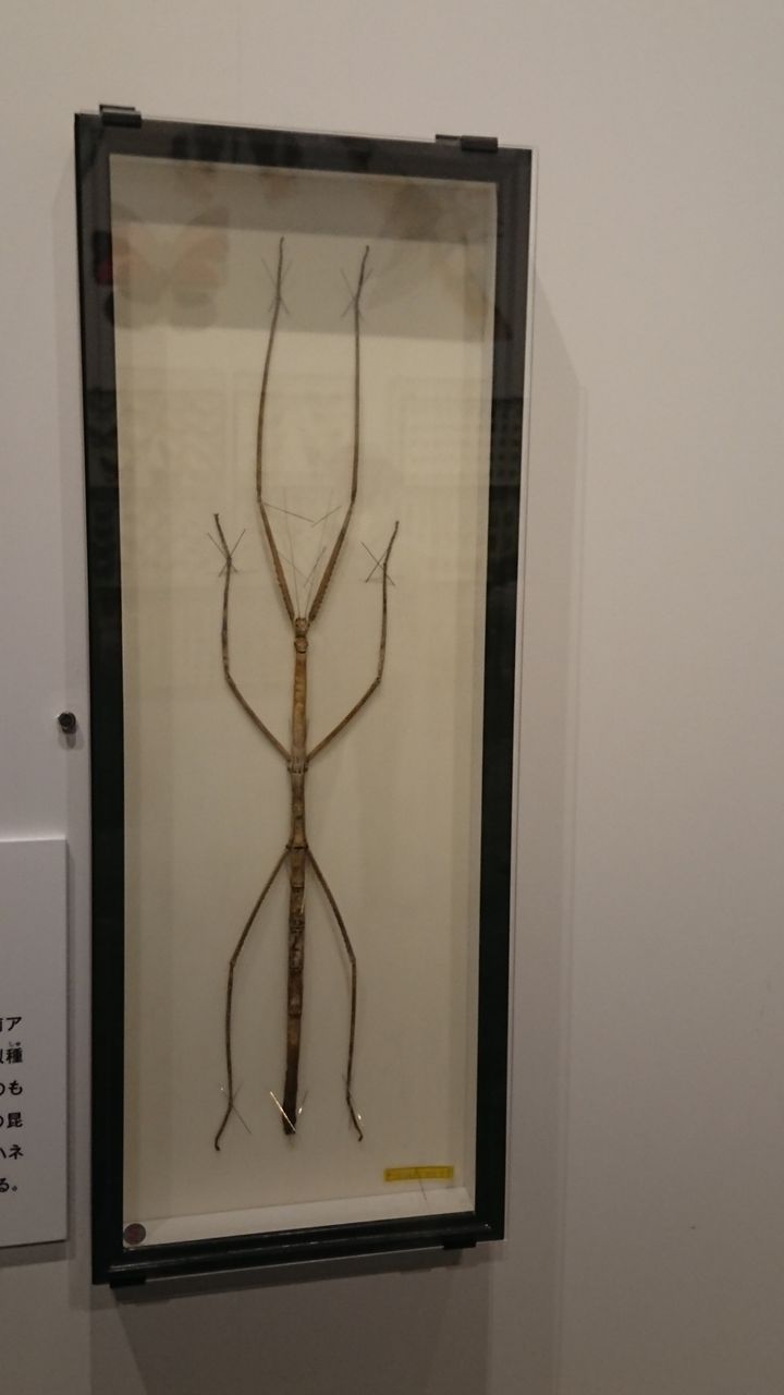 国立科学博物館 特別展 昆虫 その1 私の趣味の時間