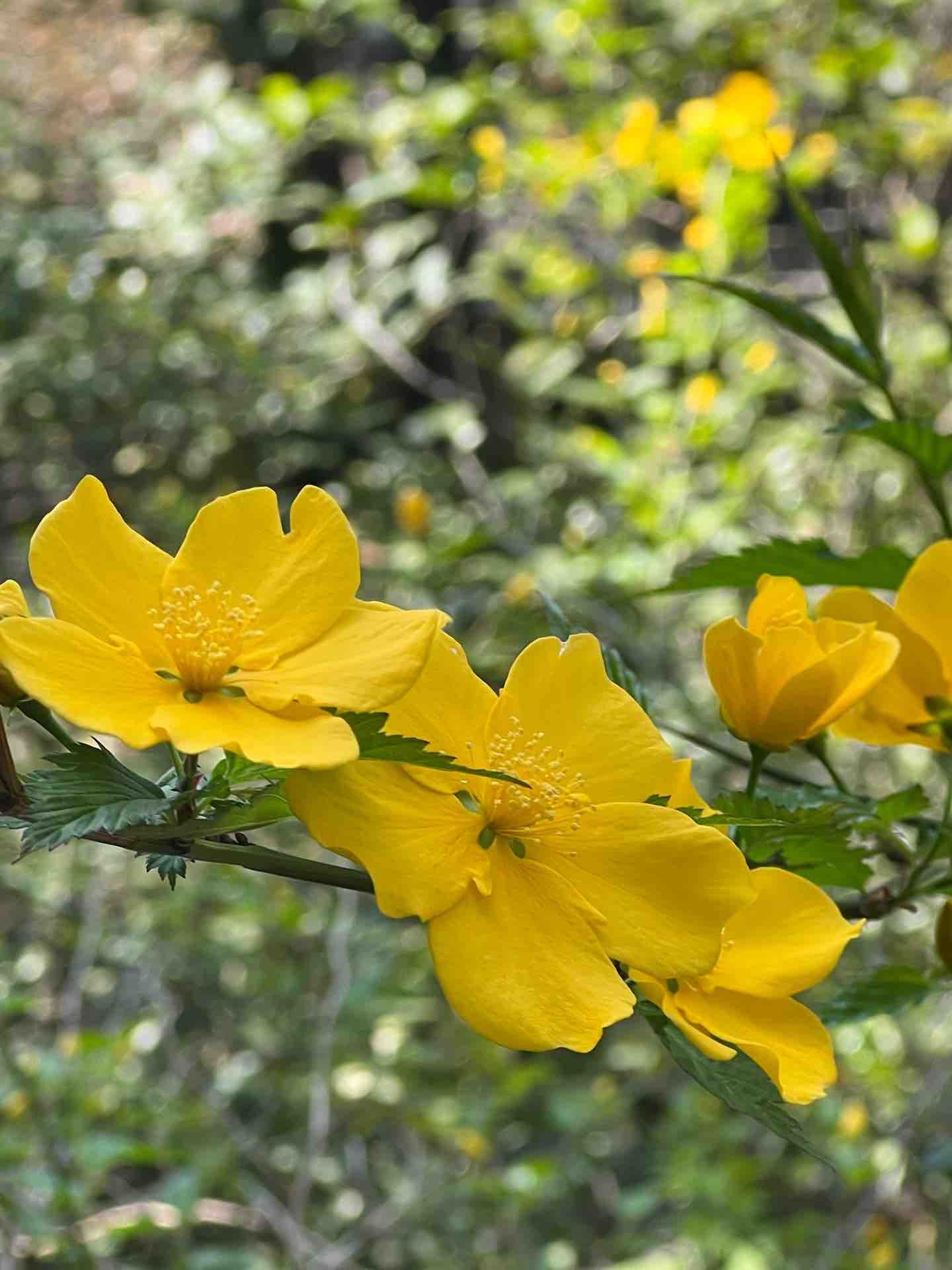 大田区立龍子記念館 ワークショップ行ってきたってよ 私の趣味の時間