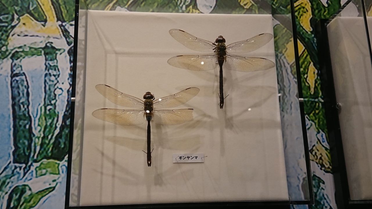 国立科学博物館 特別展 昆虫 その1 私の趣味の時間