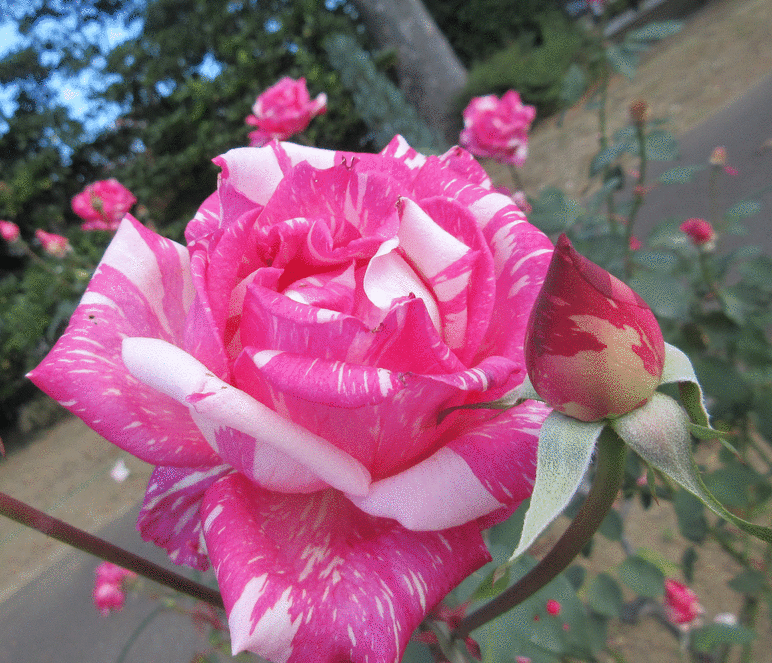 敷島バラ園 秋薔薇 赤 ヤマ 敷島バラ園 秋薔薇 赤 ヤマ