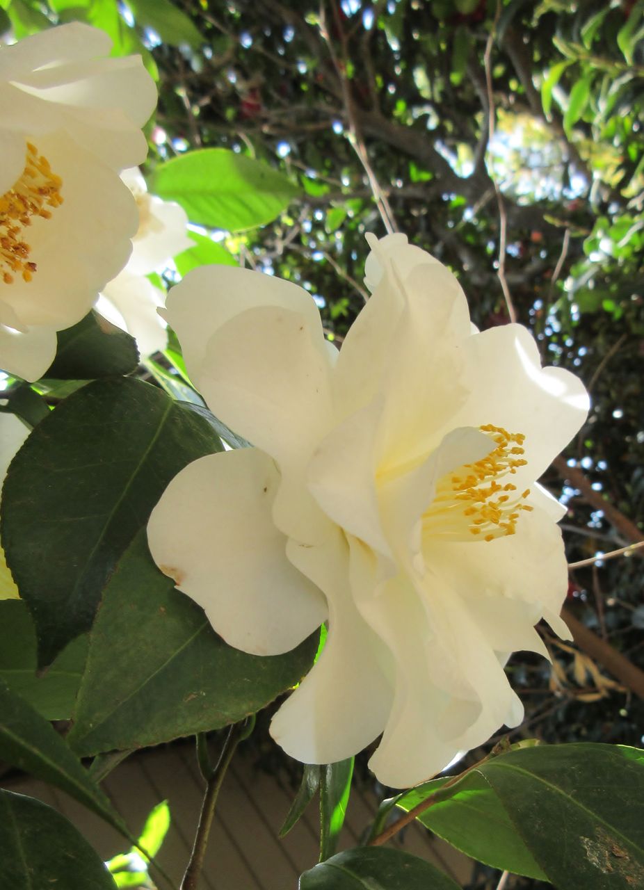 昨日行った大慶寺のぼたん園 椿も綺麗でした Nadesiko1yamatoのblog