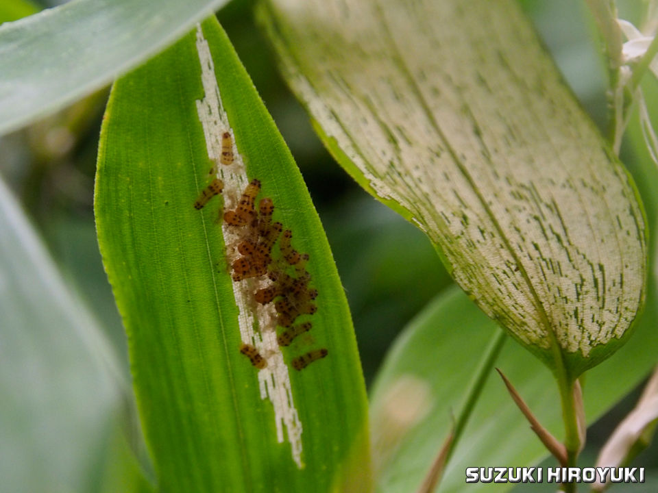 笹を喰う虫もいる 日々生きもの観察