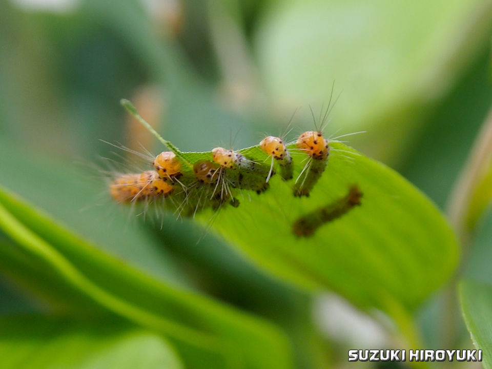 笹を喰う虫もいる 日々生きもの観察