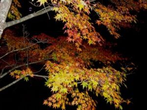 DSCF9492