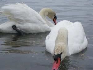 IMGP5023