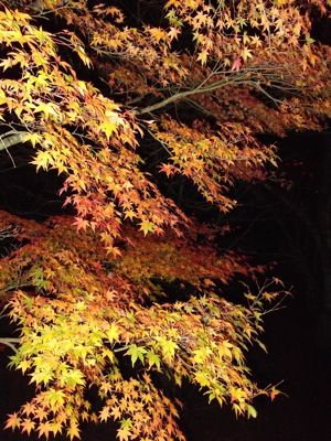 DSCF9493