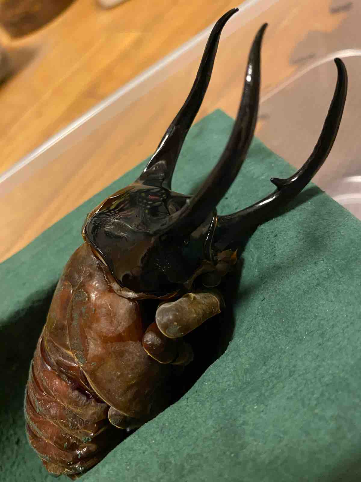 コーカサス120mmクラス羽化？ : Angular Hercules