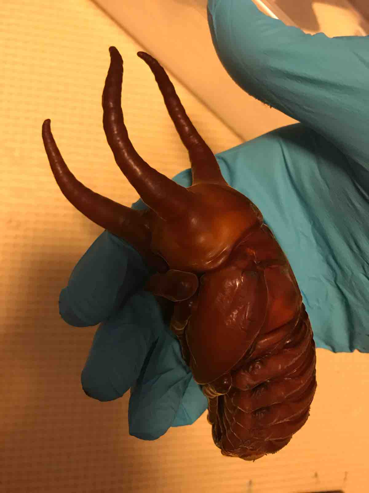 コーカサス120mmクラス羽化？ : Angular Hercules