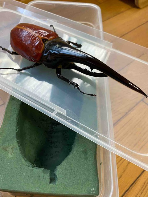 HERACLES ヘラクレス プレートセット 計110Kg 穴径50mm HERACLES ヘラクレス プレートセット 計110Kg 穴径50mm HERACLES