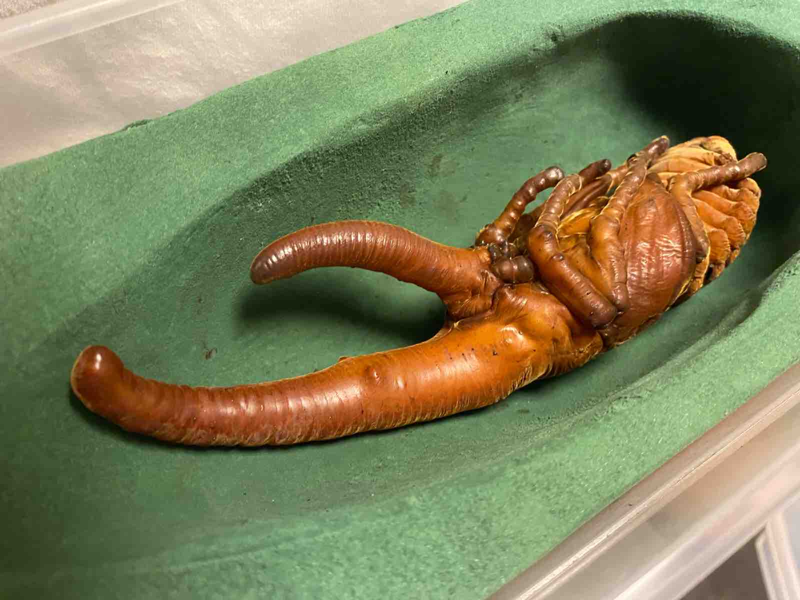 ヘラクレスヘラクレス　蛹　標本 ヘラクレスオオカブト蛹の樹脂標本 - YouTube