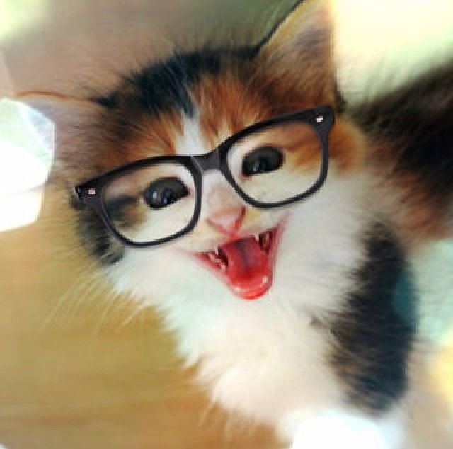 おもしろ可愛い子猫動画 速報 暇人ニュース