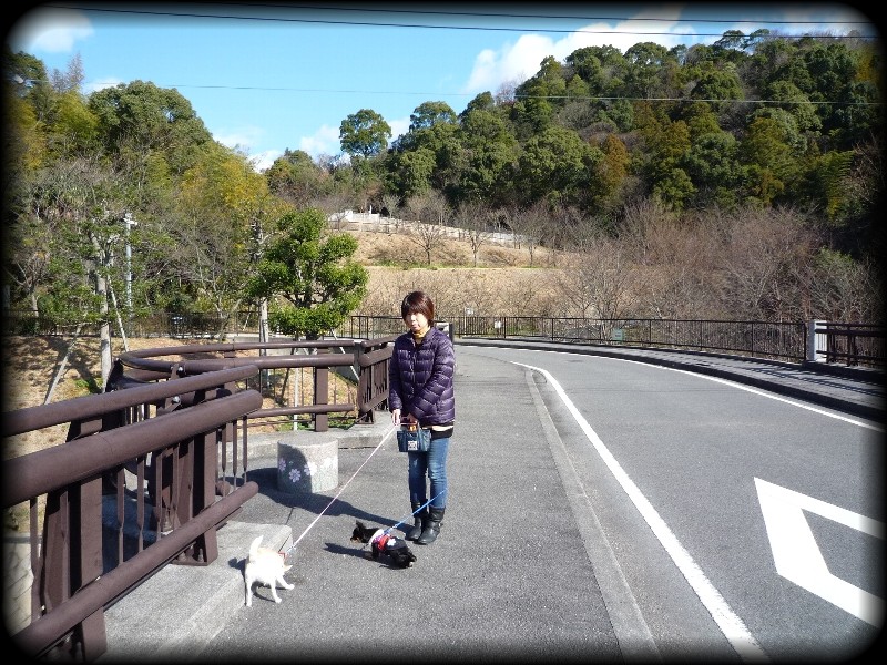 ドッグラン 松山総合公園 無題