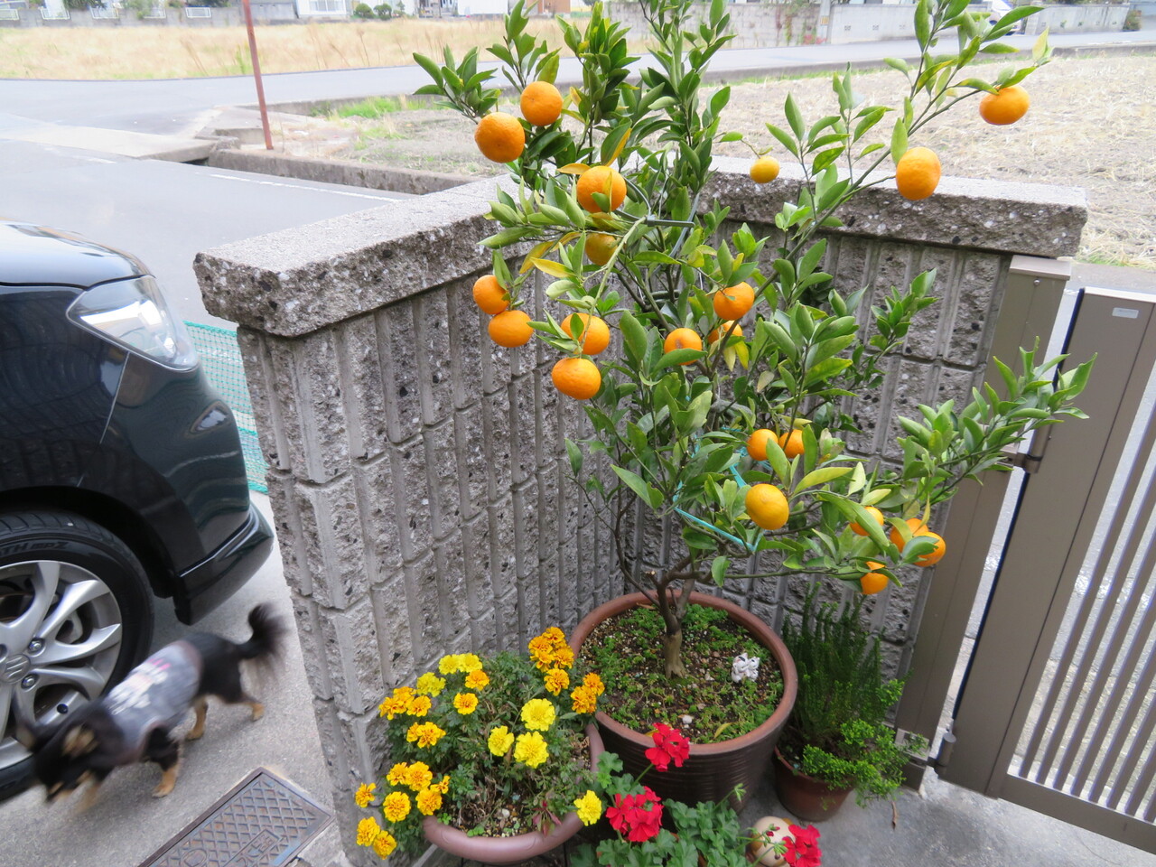 ジャボチカバの実を食べてみる 無題