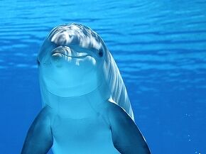 dolphin-203875_1280