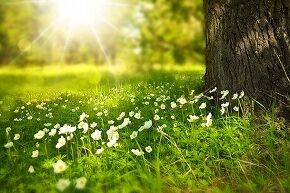 flowers-gfc571430f_640