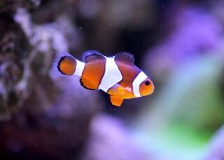 clownfish-ga58b13bac_640