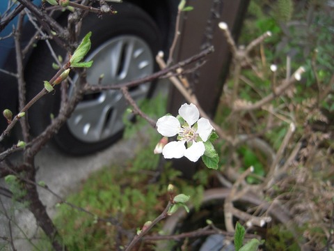 31ユスラウメ開花